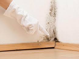 Best Emergency Mold Remediation  in Westwood, KS